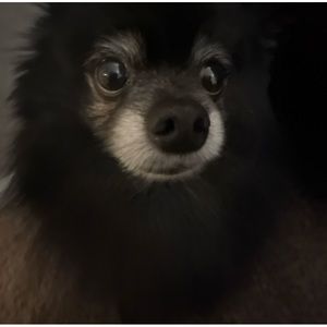 Meet your Posher, No